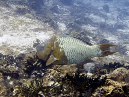 IMG 3284 Rainbow Parrotfish